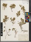 Foto von Salix herbacea L.
